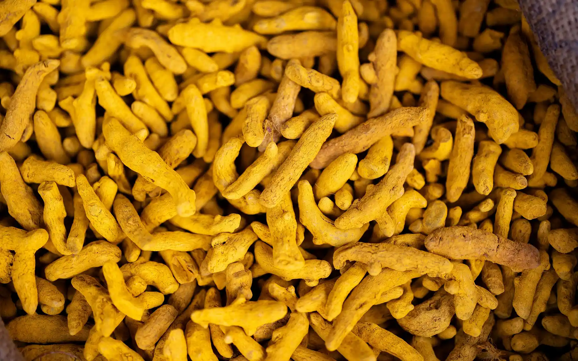 Turmeric Exporter from India